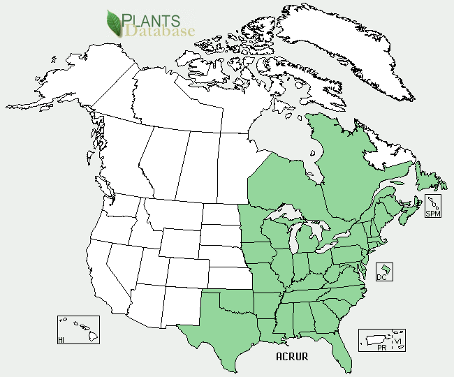 The range of Acer rubrum var. rubrum